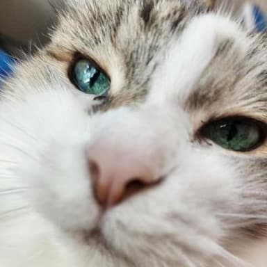 Profile picture (picture of a cat)